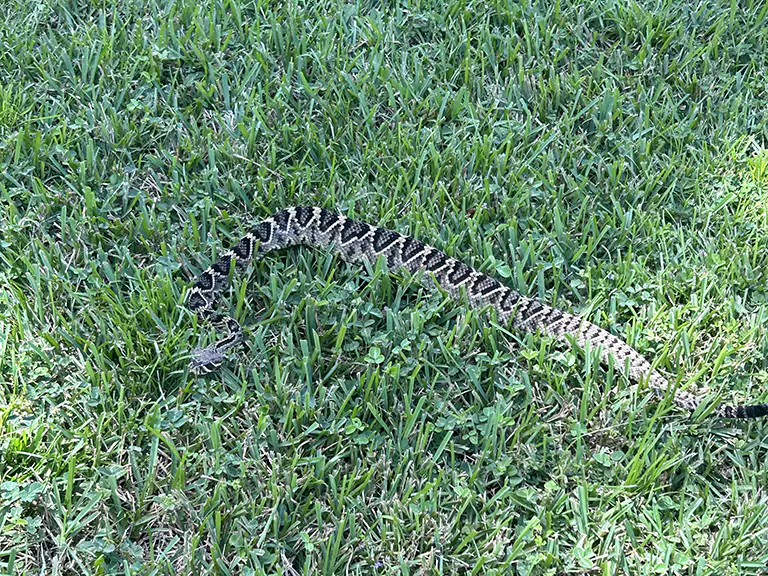 Rattlesnake Removal from Ocala FL Garage