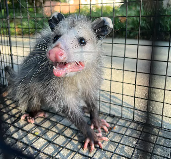 Relocating an Opossum