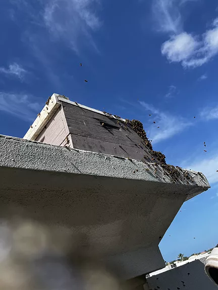 Relocating bees from larger retailer in Boynton Beach