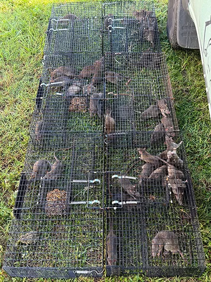 Rodent Removal Services - Wildlife Works