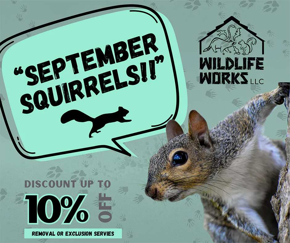 September Squirrels discount