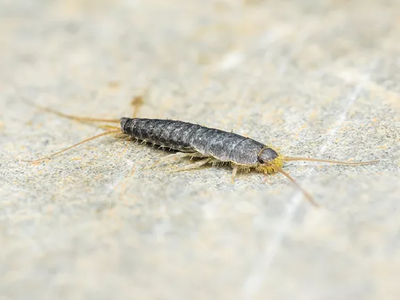 Silverfish Pest Control