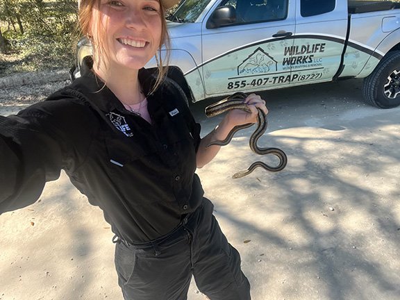 Snake Removal Services - Wildlife Works
