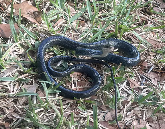 Snake Removal Services