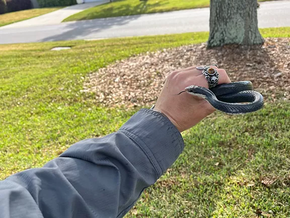 Snake Removal - Wildlife Works