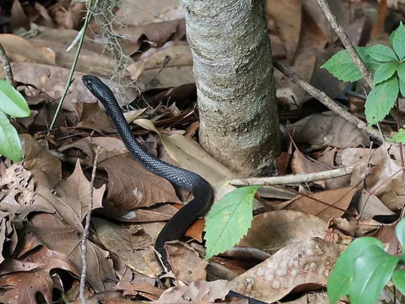 Snake Removal in The Villages FL