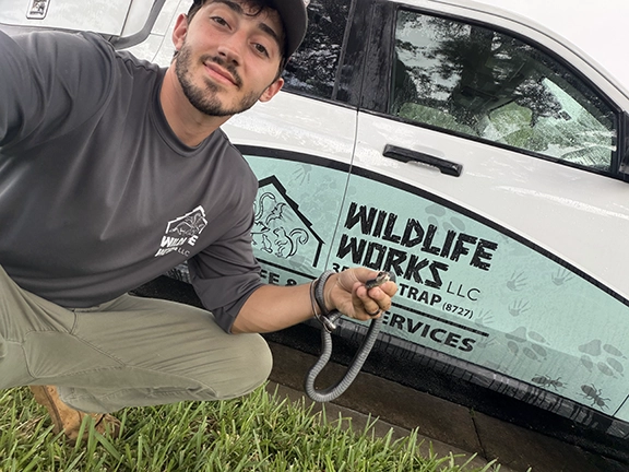 Snake by car