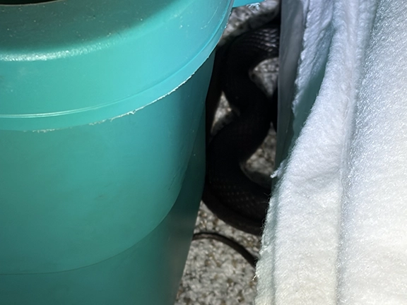 snake-in-garage