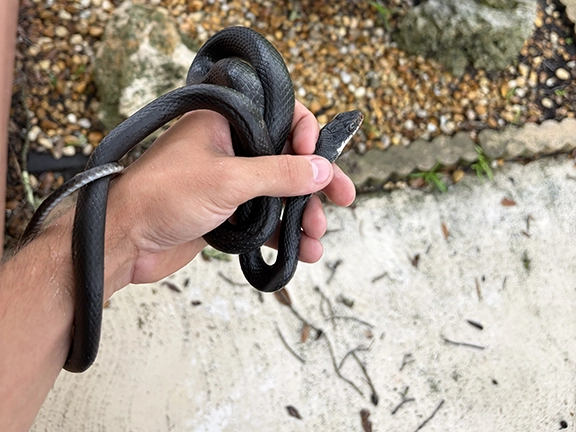 snake-in-hand