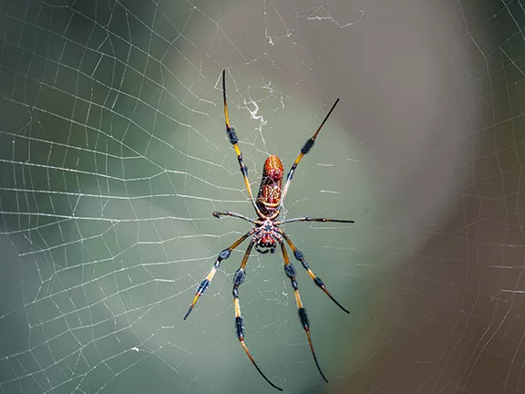 Spiders