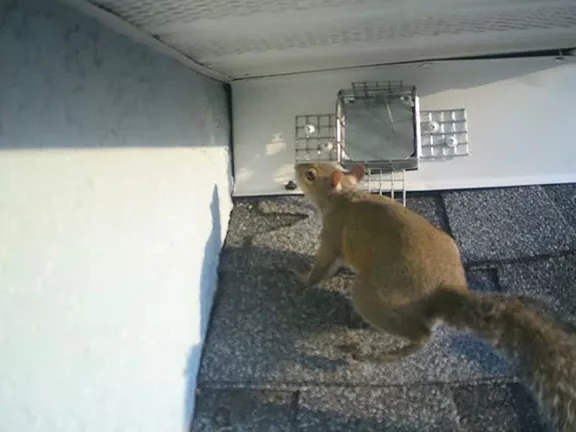 Squirrel Exclusion Project in Ocala Florida