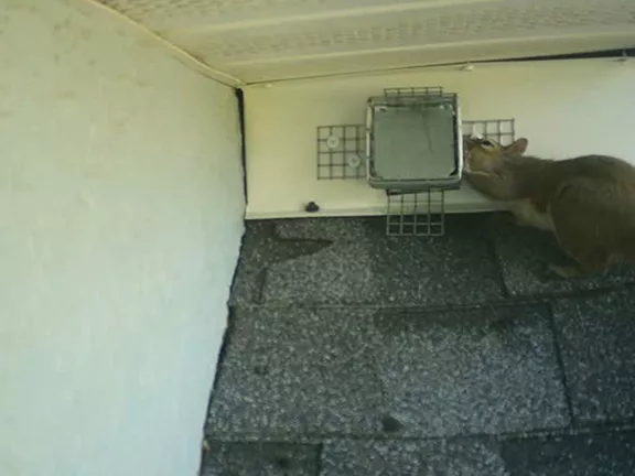 Squirrel failing to reenter attic