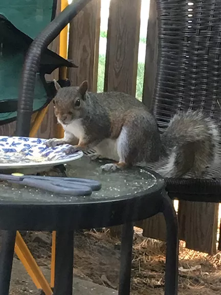 Squirrels Chewing Through Screens and Rooflines