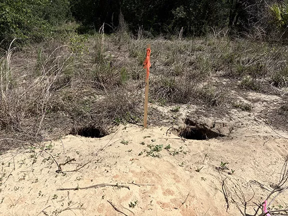 Two additional Gopher Tortoise Burrows Umatila FL