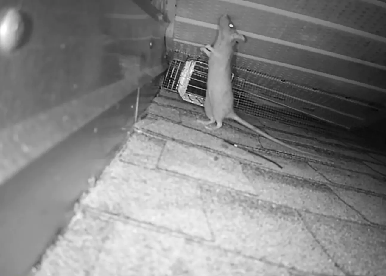Warehouse Rodent Control - rat in crawlspace