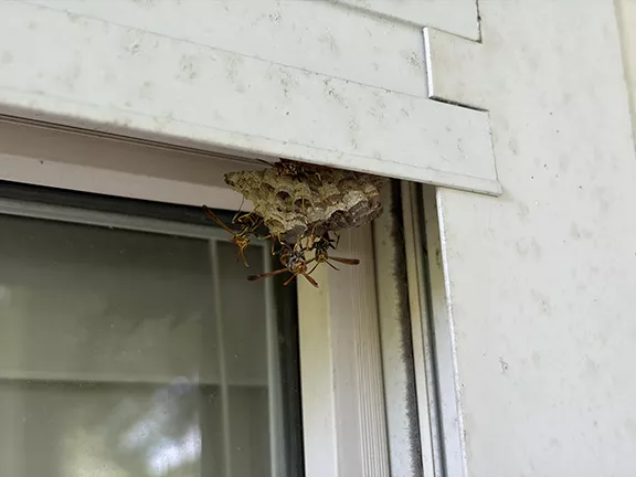 Wasp Control Marion Oaks FL