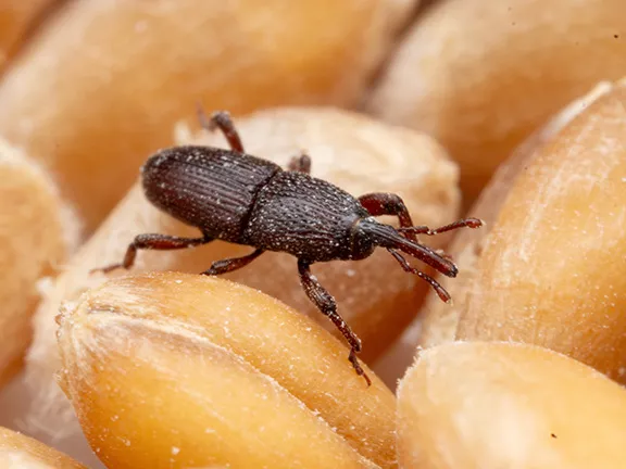 Weevils