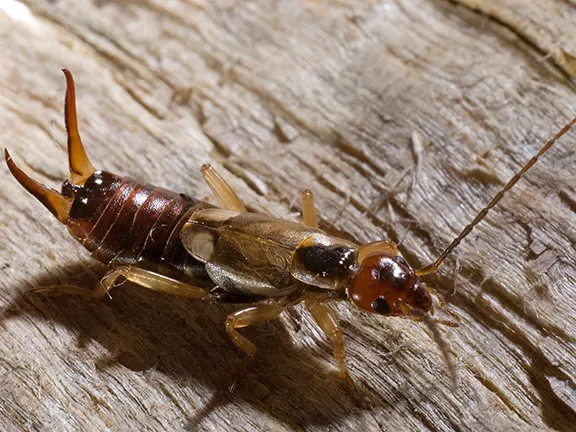 When Professional Pest Control May Be Necessary