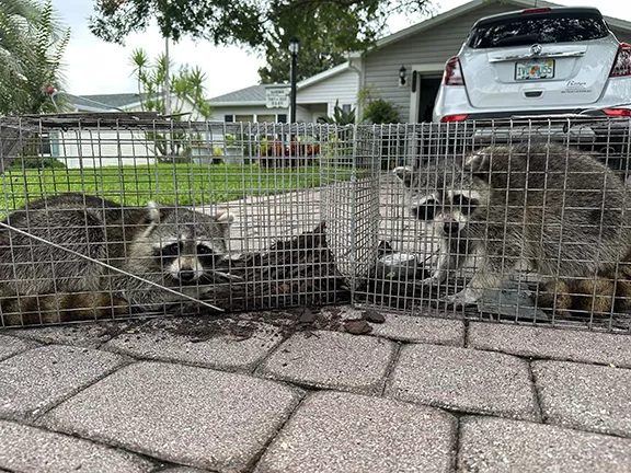 When Professional Wildlife Help May Be Needed