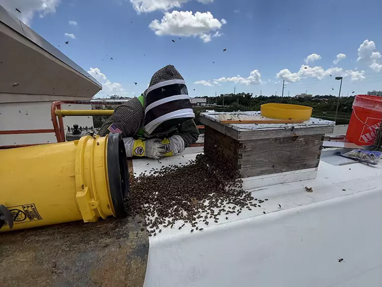 Where Bees Nest - Common Nesting Sites in Florida