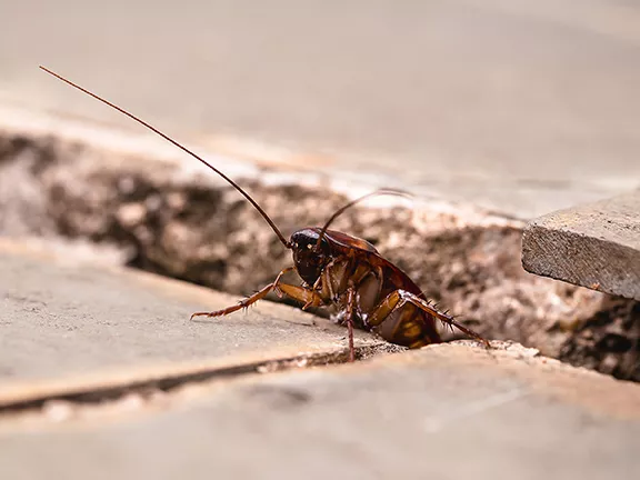 Why Are Palmetto Bugs Entering Your Home?