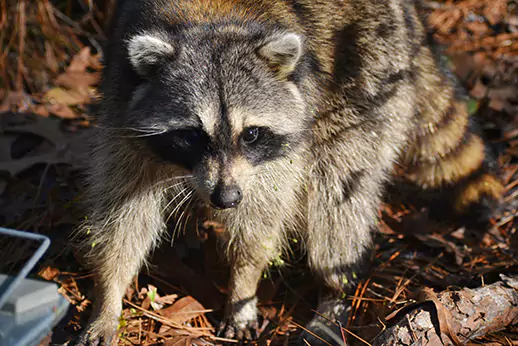 Why Choose Wildlife Works LLC Removal & Exclusion Services