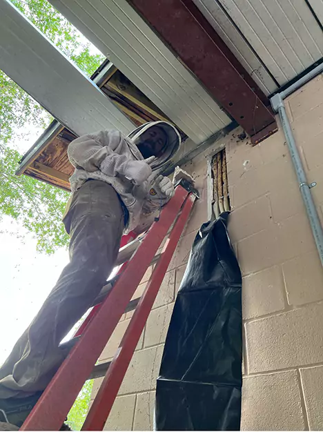 Wildlife Works Technician Removing Bees in Belleview