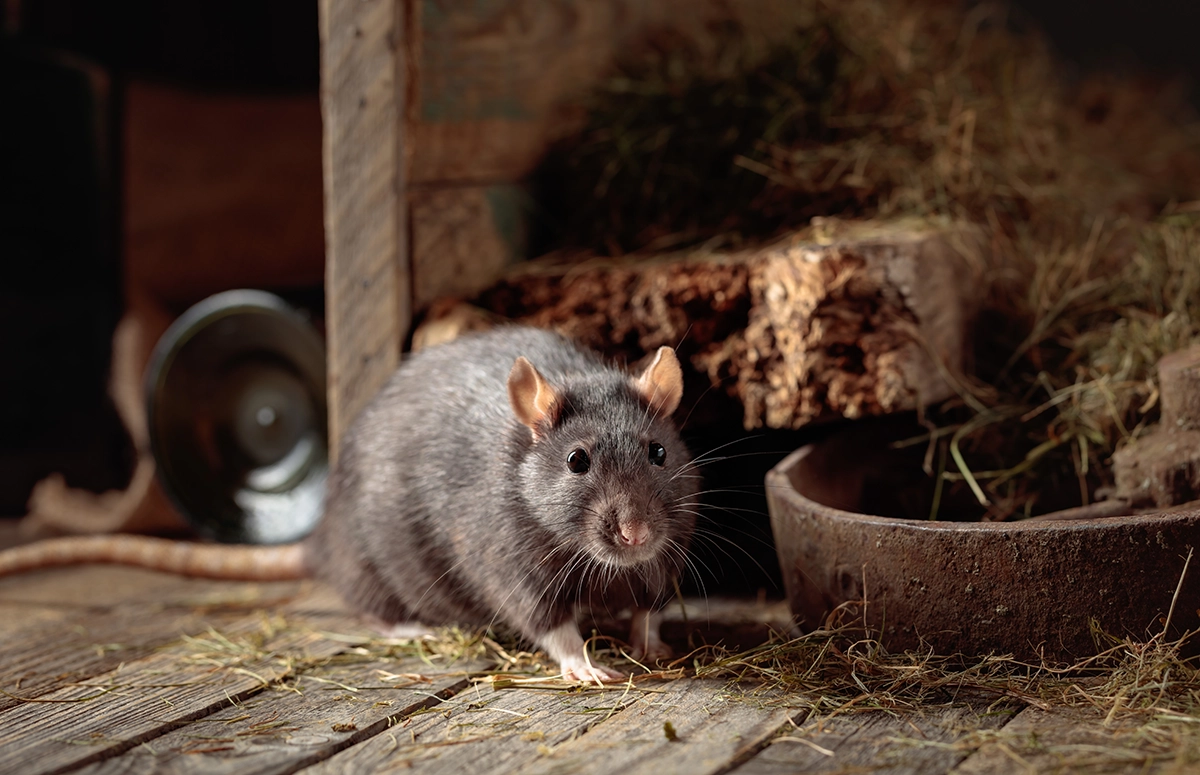 a-smarter-approach-to rodent-control