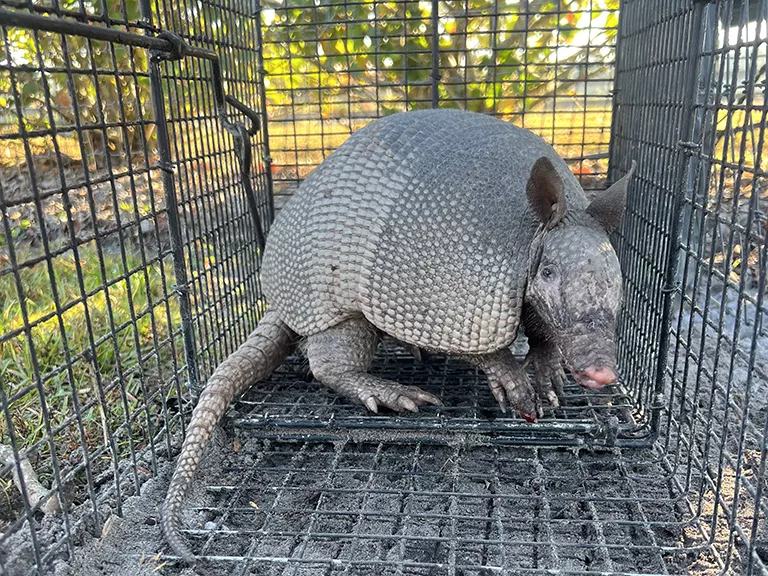 armadillo removal Morriston Florida