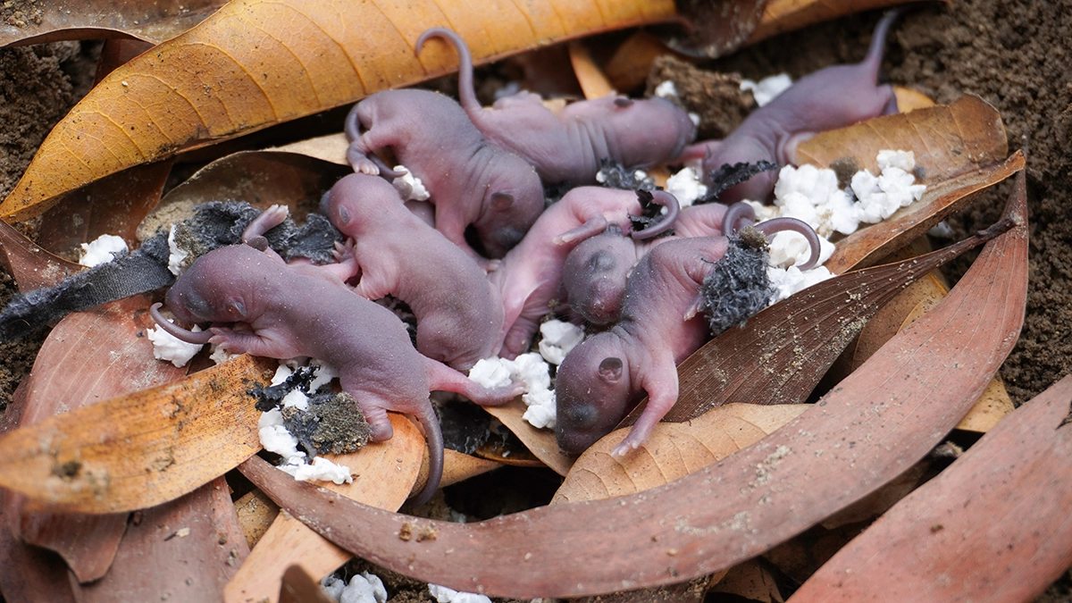rodent-control-for-horse-barns