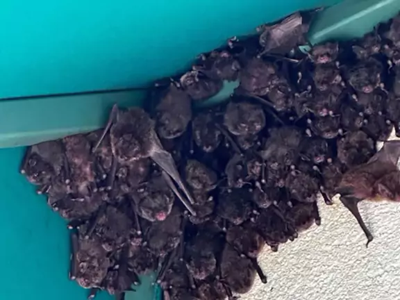bat droppings in attic