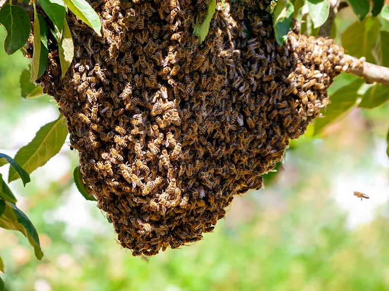 do honey bees swarm in the fall​