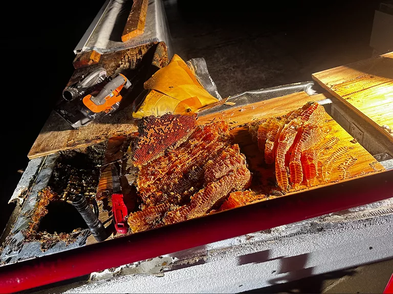 hazards and liability of bees near retail space - Wildlife Works