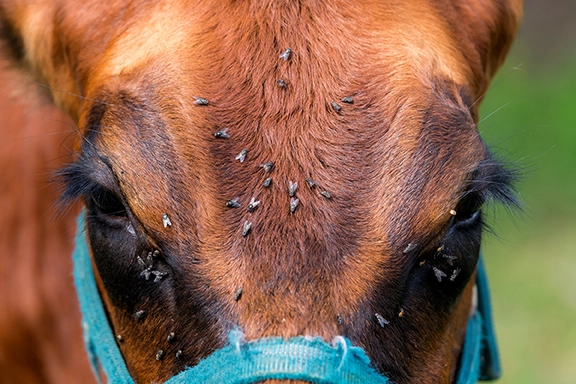 horse-farm-pest-control