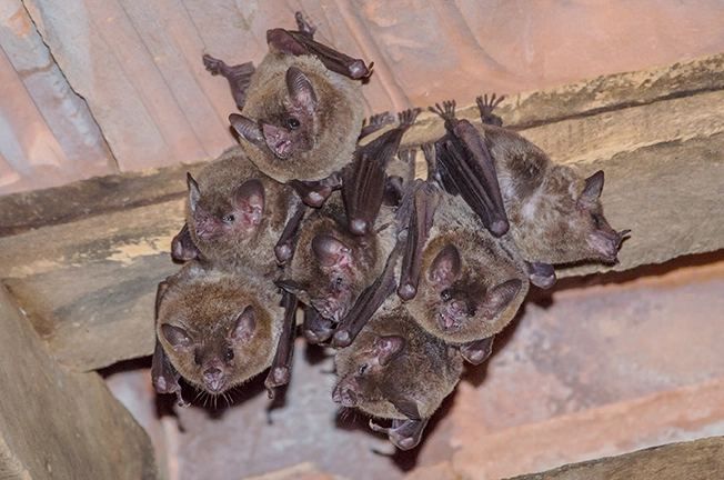 how-to-remove-bats-from-the-house