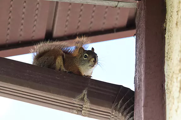 how to squirrel proof an attic