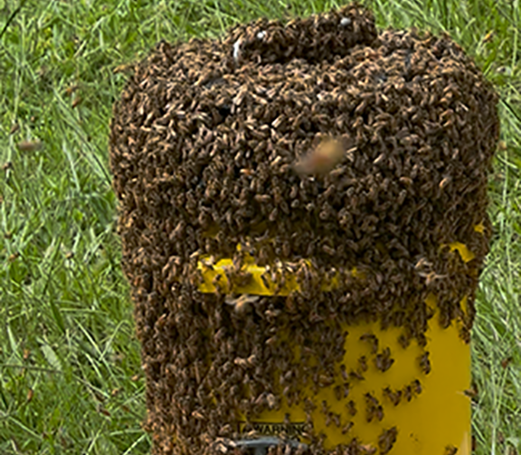 moving-bee-hive