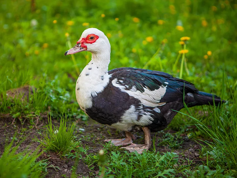 muscovy duck removal