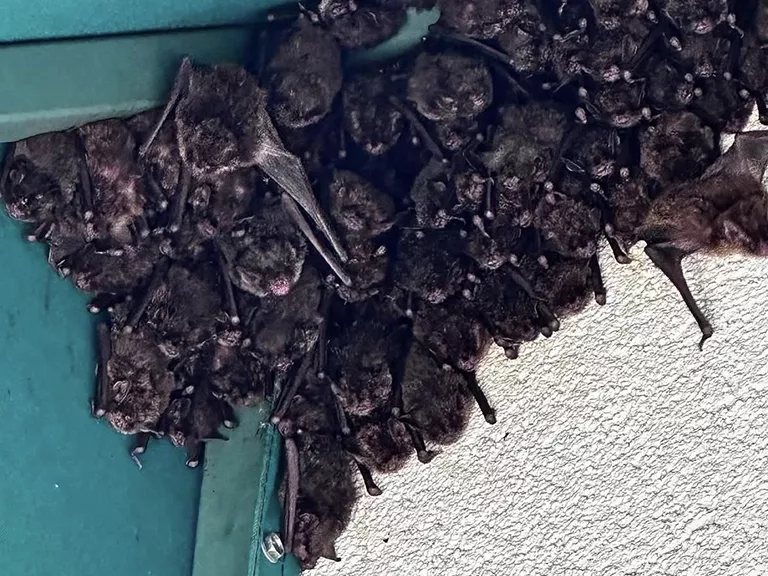 pest control for offices - Bats infestation