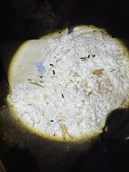 rat droppings on roof insulation