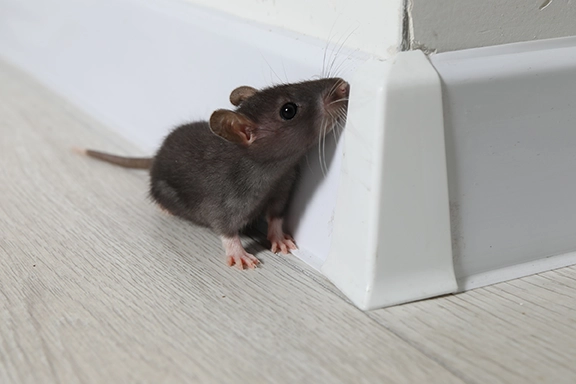 rodent-prevention