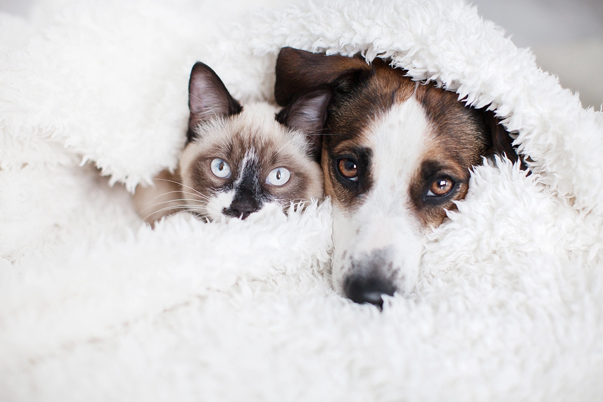 cat-dog-pest-control