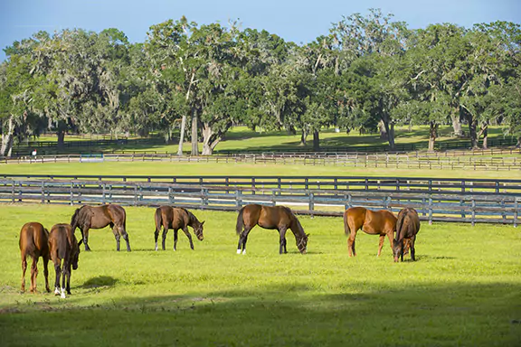 wildlife control for farms